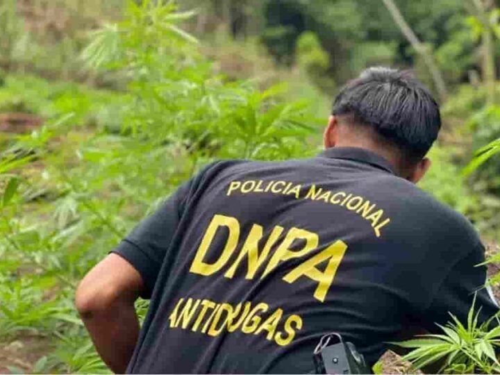 Erradican plantación de marihuana en zona montañosa de Tocoa