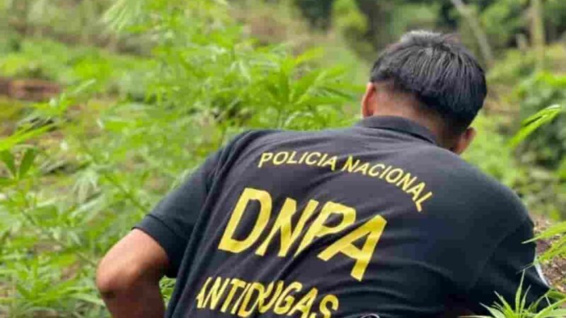Erradican plantación de marihuana en zona montañosa de Tocoa