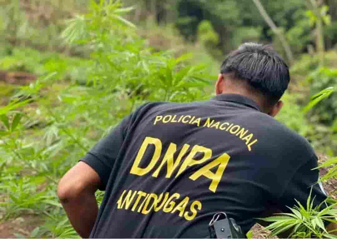 Erradican plantación de marihuana en zona montañosa de Tocoa