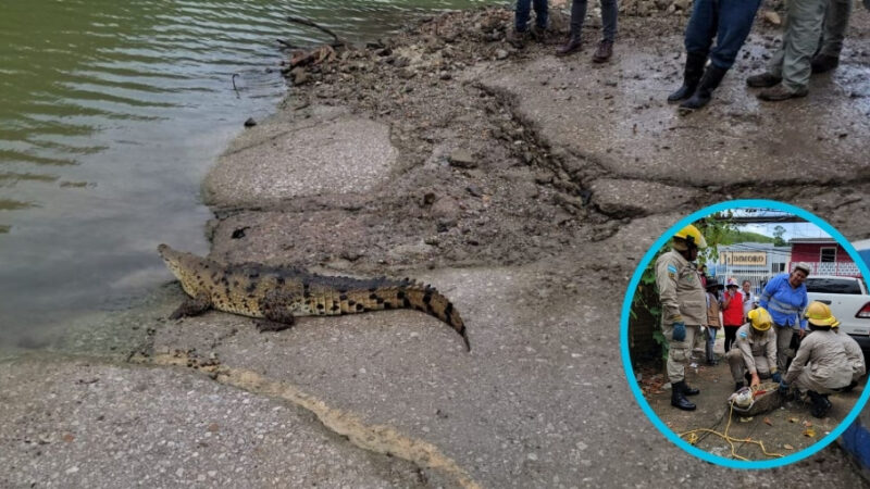 Cocodrilo rescatado es liberado en la represa Patuca III